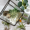 Air Plant Terrarium Kit Geometric