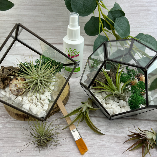 Air Plant Terrarium Kit Geometric