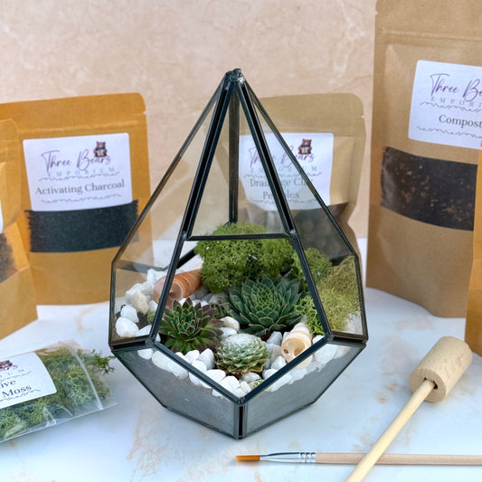 Terrarium Kit with Plants