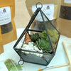 Terrarium Kit with Plants