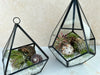 Air Plant Terrarium Kit Geometric